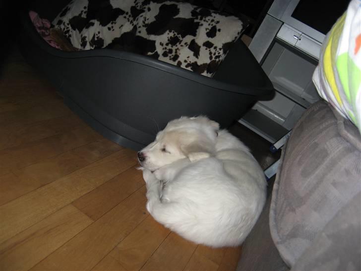 Blanding af racer (labrador/golden) Fie - Jeg sover bare så godt billede 9