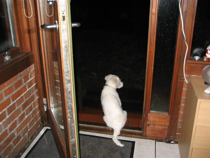 Blanding af racer (labrador/golden) Fie - Mor siger jeg skal gå ud og tisse, men jeg gider ikke, så sætter mig bare her og kigger ud i haven billede 10