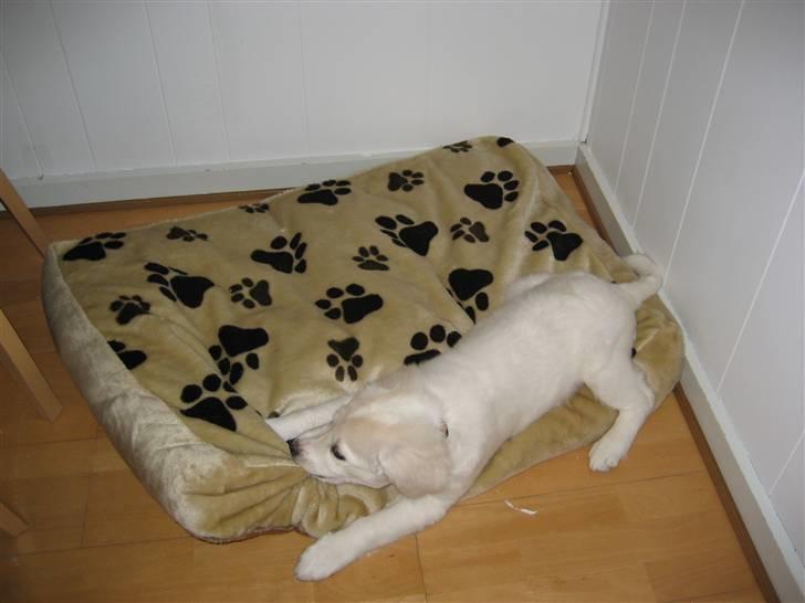 Blanding af racer (labrador/golden) Fie - Bider lige lidt i min pude billede 11