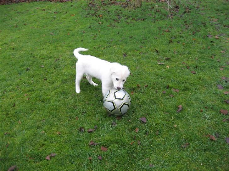 Blanding af racer (labrador/golden) Fie - Spiller fodbold billede 12