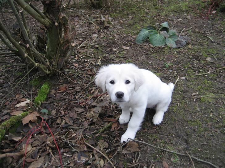Blanding af racer (labrador/golden) Fie - Hej mor, hvad laver du? billede 13