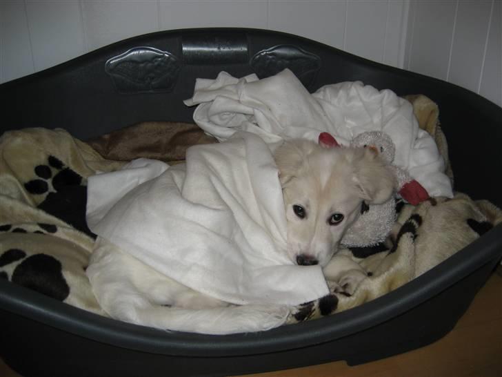 Blanding af racer (labrador/golden) Fie - Putter mig rigtig i min kasse billede 14