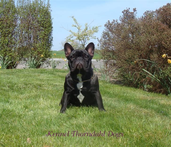 Fransk bulldog Dauløkkes Jolie-Tete billede 1