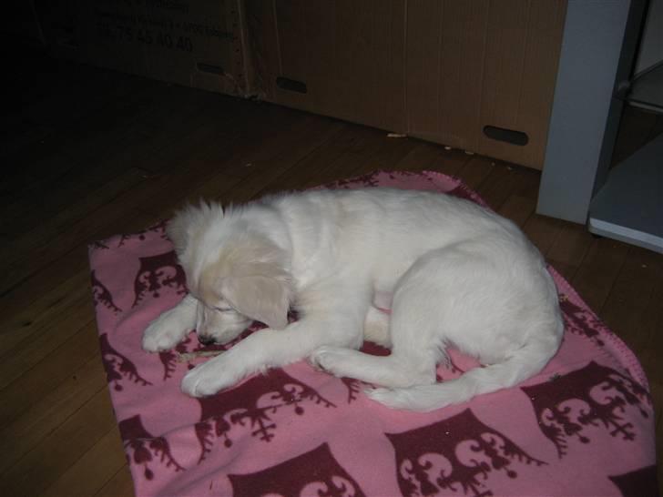 Blanding af racer (labrador/golden) Fie billede 15