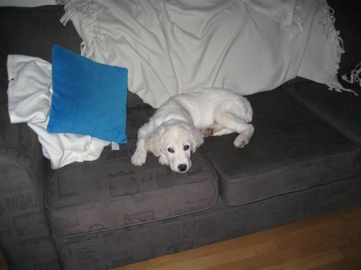 Blanding af racer (labrador/golden) Fie - jeg kan hoppe op i sofaen, men må ikke ligge heroppe for mor og far, så jeg plejer at hoppe ned lige så snart jeg ser mor eller far, men jeg gider ikke hoppe ned nu billede 16