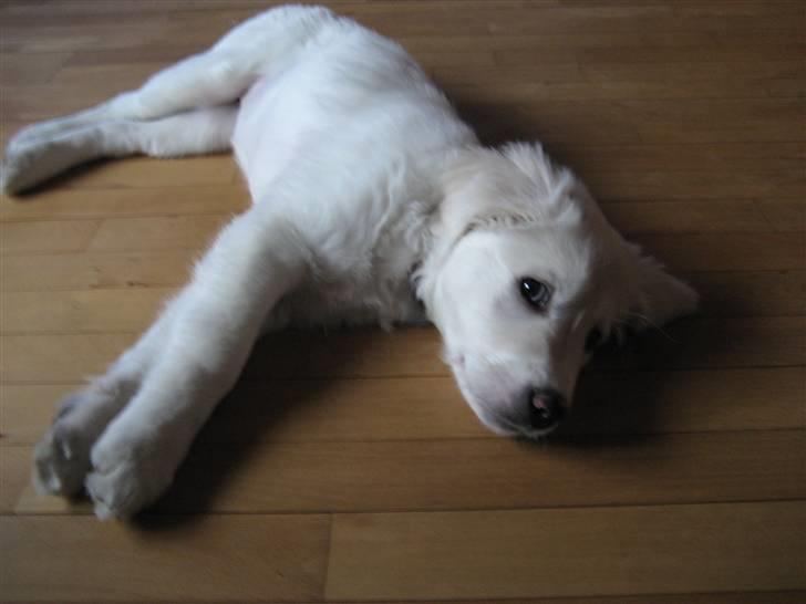 Blanding af racer (labrador/golden) Fie billede 17