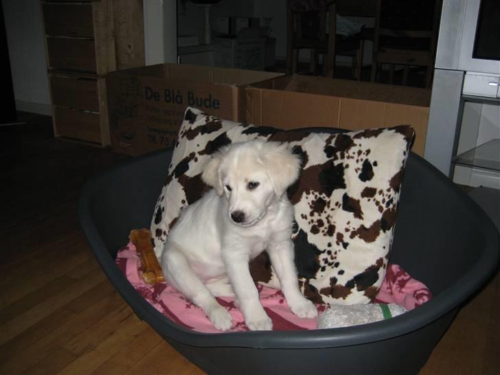 Blanding af racer (labrador/golden) Fie - Jeg sidder lige så fint i min kasse billede 18