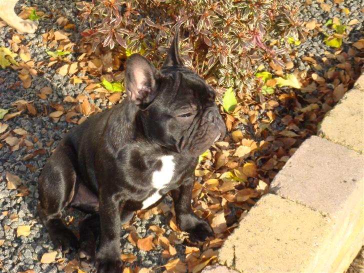 Fransk bulldog Dauløkkes Jolie-Tete billede 2