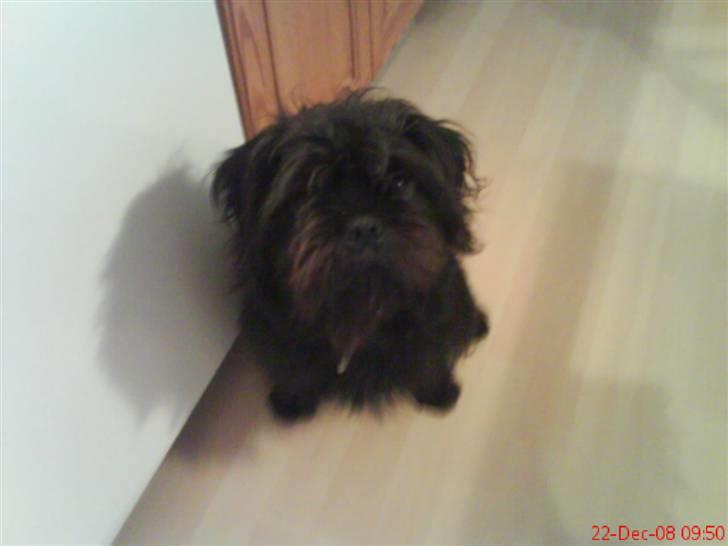 Blanding af racer Tyson¤RIP¤ billede 1