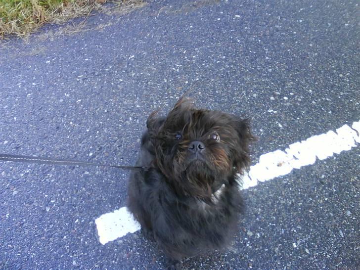 Blanding af racer Tyson¤RIP¤ billede 2