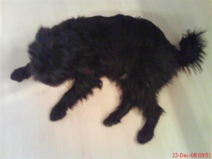 Blanding af racer Tyson¤RIP¤ billede 3