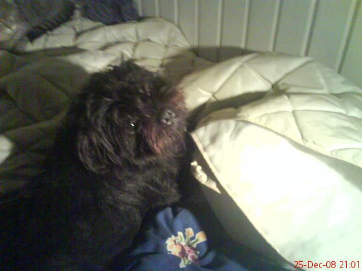 Blanding af racer Tyson¤RIP¤ billede 4