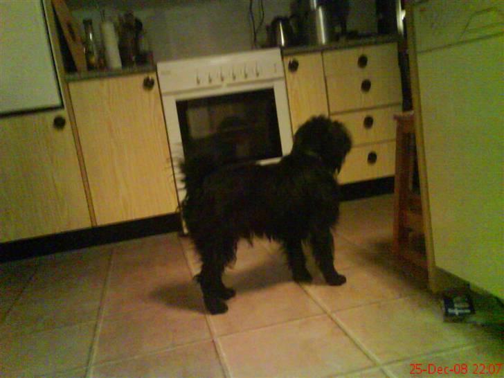 Blanding af racer Tyson¤RIP¤ billede 5