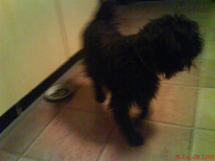 Blanding af racer Tyson¤RIP¤ billede 6