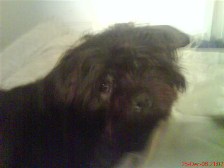 Blanding af racer Tyson¤RIP¤ billede 7