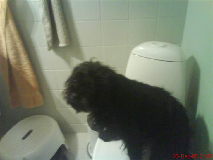 Blanding af racer Tyson¤RIP¤ billede 8