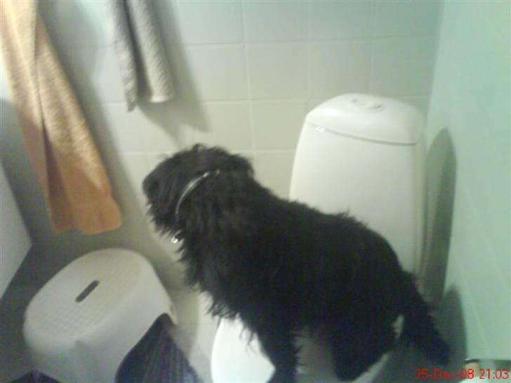 Blanding af racer Tyson¤RIP¤ billede 9