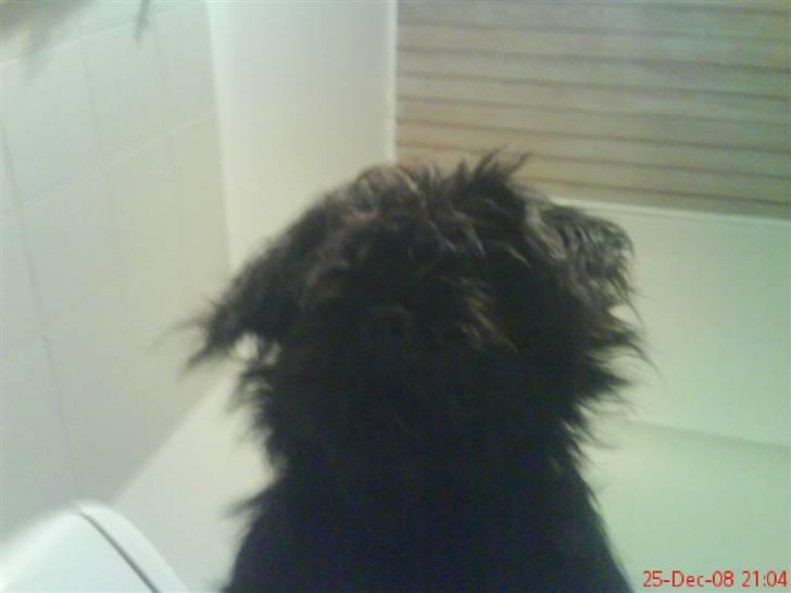 Blanding af racer Tyson¤RIP¤ billede 10