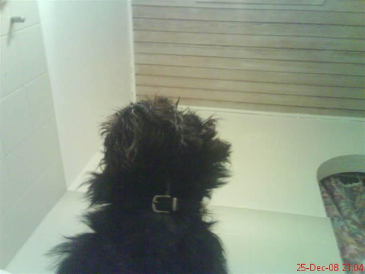 Blanding af racer Tyson¤RIP¤ billede 11