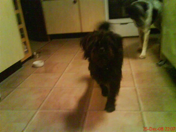 Blanding af racer Tyson¤RIP¤ billede 12