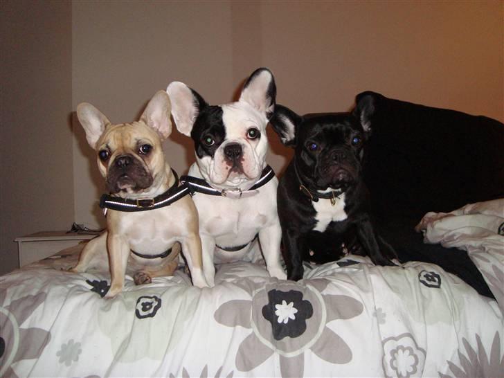 Fransk bulldog Emma R.I.P billede 17