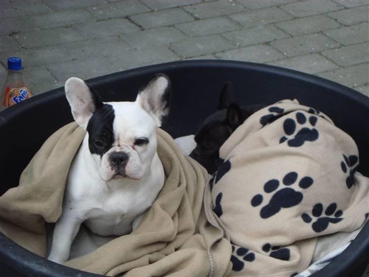 Fransk bulldog Emma R.I.P billede 18