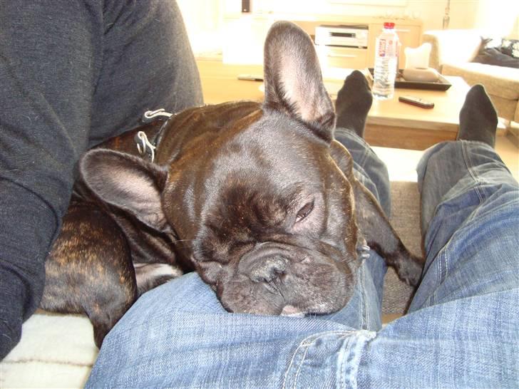 Fransk bulldog Anton - Bor hos far nu billede 18