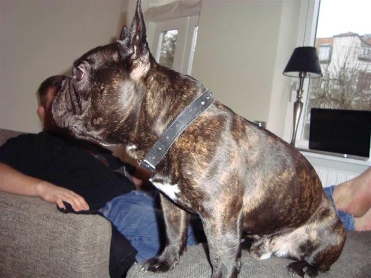 Fransk bulldog Anton - Bor hos far nu billede 19