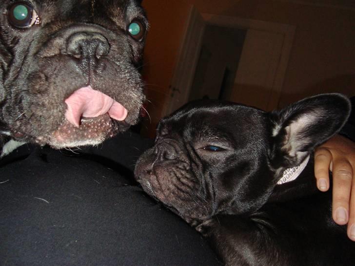 Fransk bulldog Anton - Bor hos far nu billede 20
