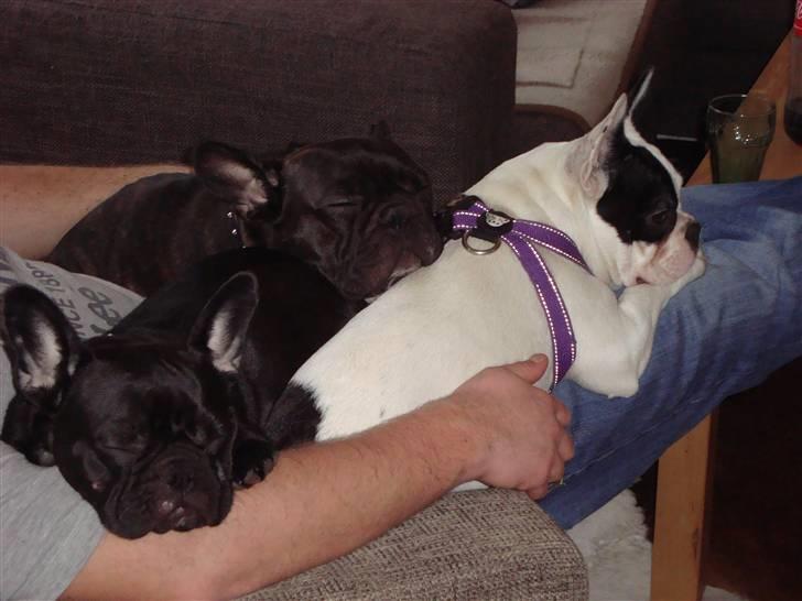 Fransk bulldog Josie R.I.P billede 9