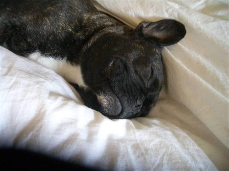 Fransk bulldog Robert2 - Skønt med en lille lur  billede 10