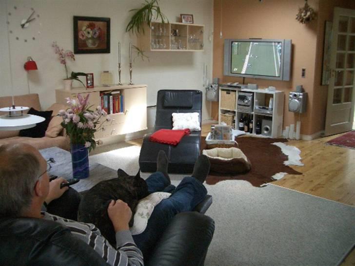 Fransk bulldog Robert2 - Mig & farmand ser Formel 1 billede 11