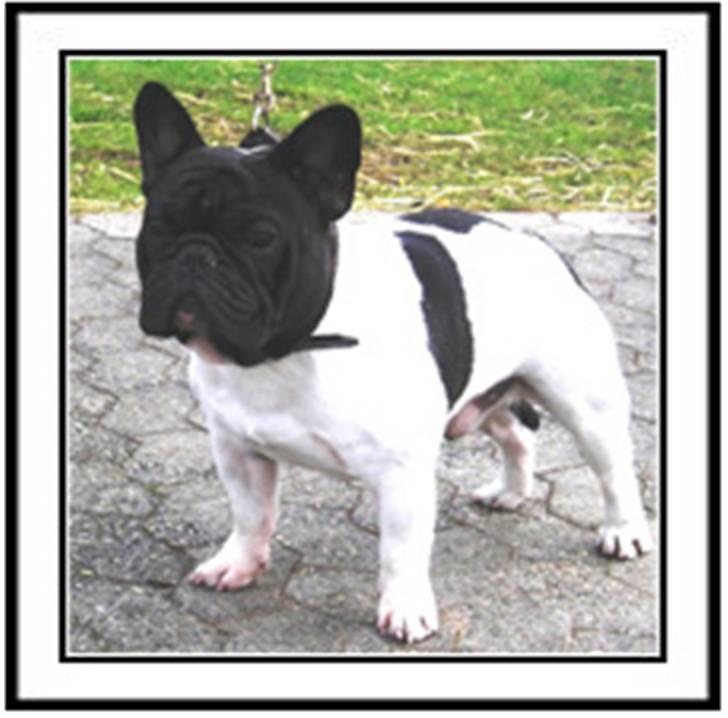 Fransk bulldog Viggo Mortensen - Yaris Viggo´s far billede 2