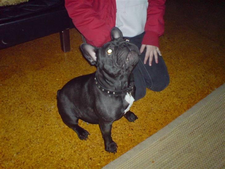 Fransk bulldog Viggo Mortensen - Yvonne (Polo) Viggo´s mor billede 3