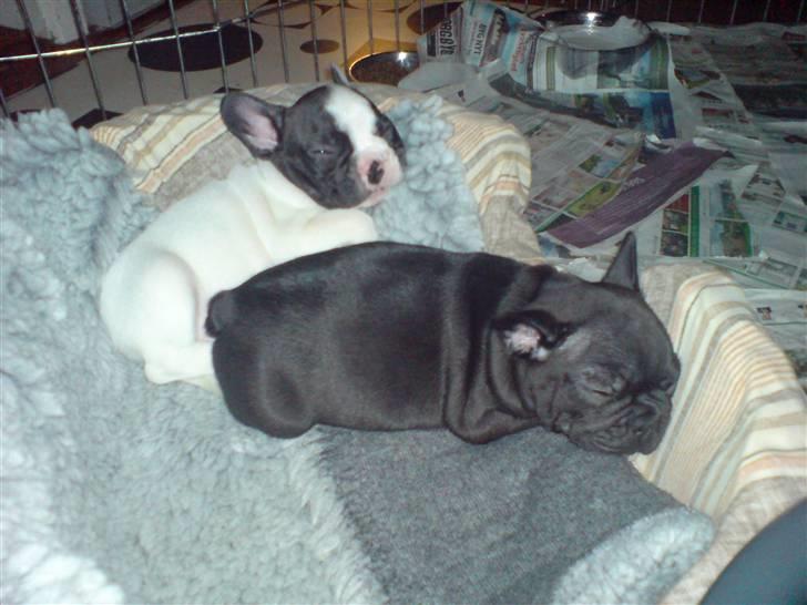 Fransk bulldog Viggo Mortensen - Viggo´s bror og søster billede 4