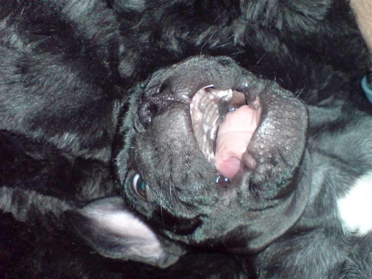 Fransk bulldog Viggo Mortensen - Griner altid meget når han bliver kløet og kælet med billede 5