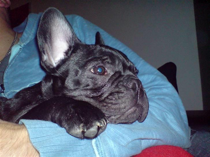 Fransk bulldog Viggo Mortensen - hygge i far´s arme billede 6