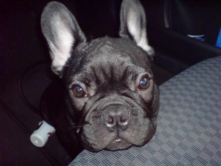 Fransk bulldog Viggo Mortensen billede 7