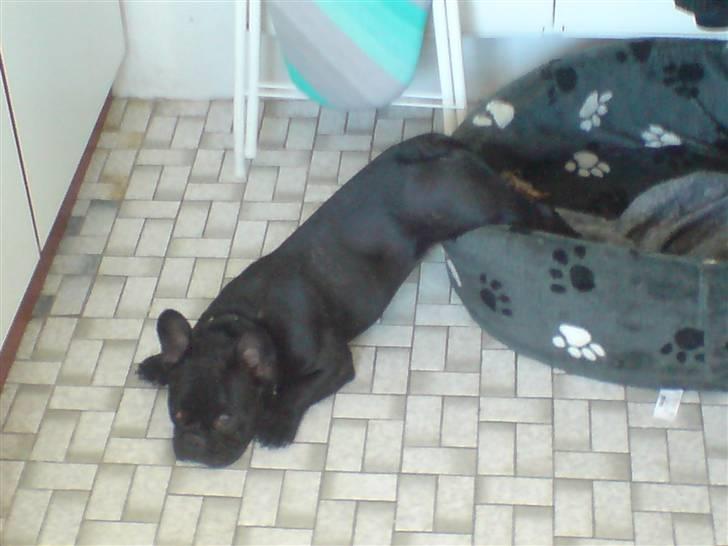 Fransk bulldog Viggo Mortensen - puha!! jeg er træt.. billede 8