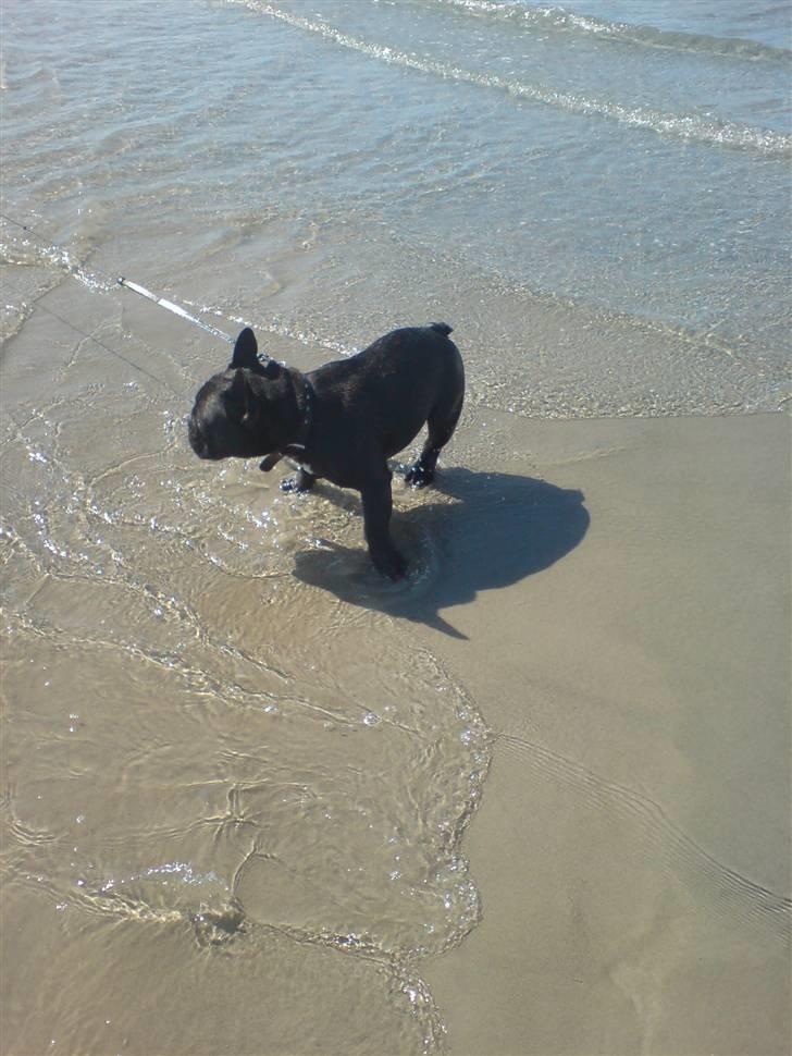 Fransk bulldog Viggo Mortensen - en tur på stranden  billede 9