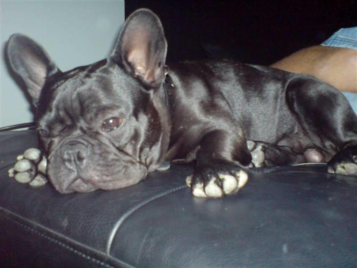 Fransk bulldog Viggo Mortensen - tager lige en lille lur billede 10