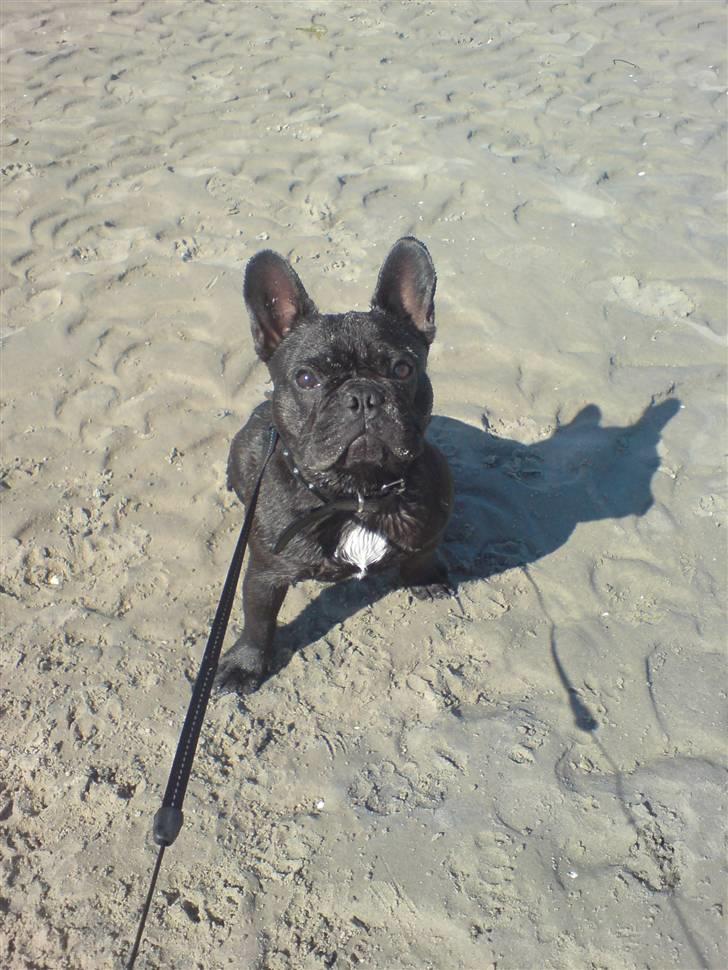 Fransk bulldog Viggo Mortensen - stranden igen billede 11