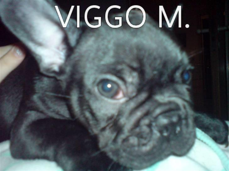 Fransk bulldog Viggo Mortensen billede 12