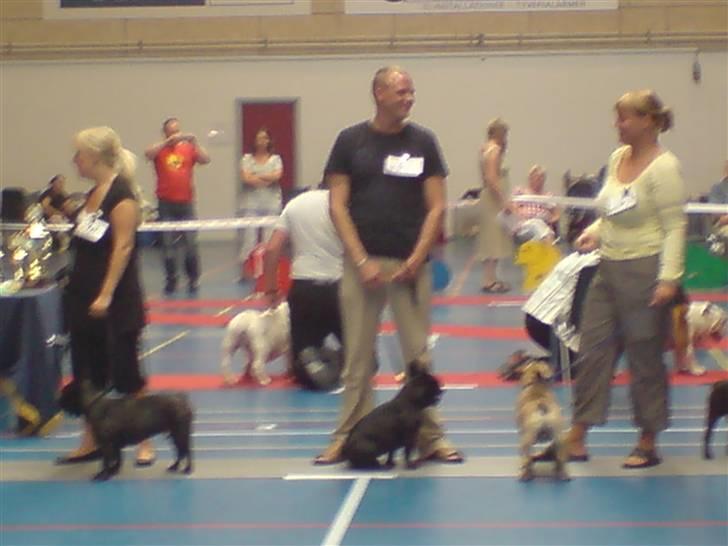 Fransk bulldog Viggo Mortensen - på udstilling billede 13