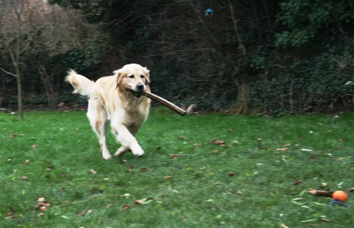 Golden retriever Mads billede 2