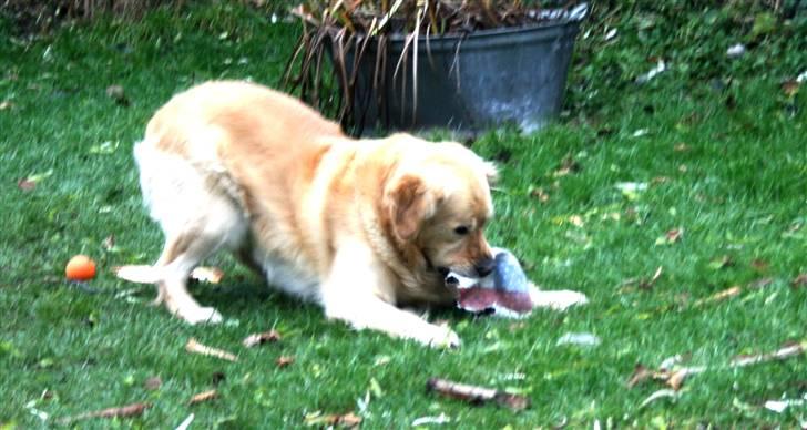 Golden retriever Mads billede 5