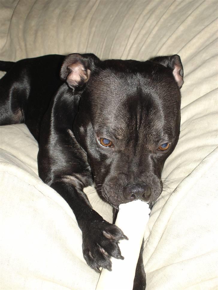 Staffordshire bull terrier toby billede 6