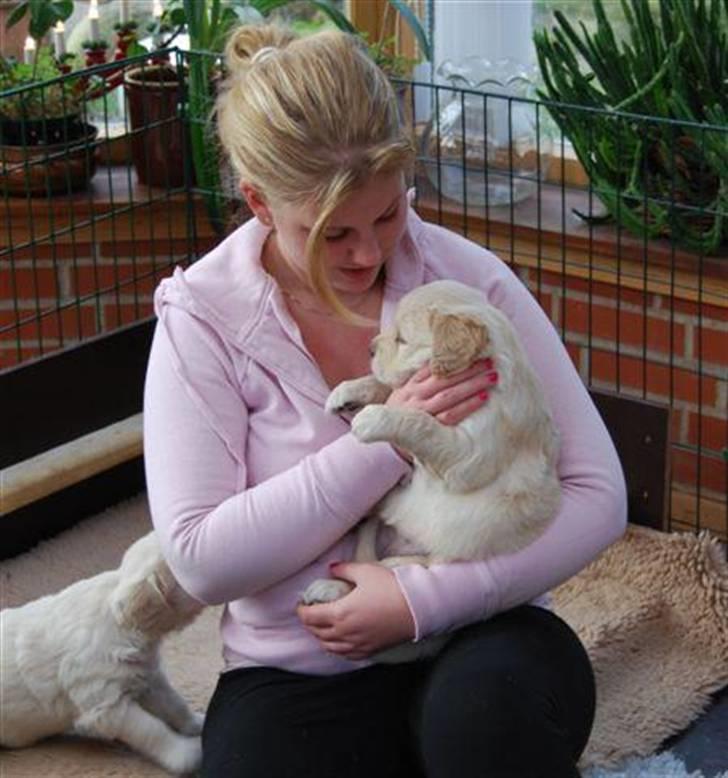 Golden retriever Soey - Første gang jeg så Soey.. :)  billede 6