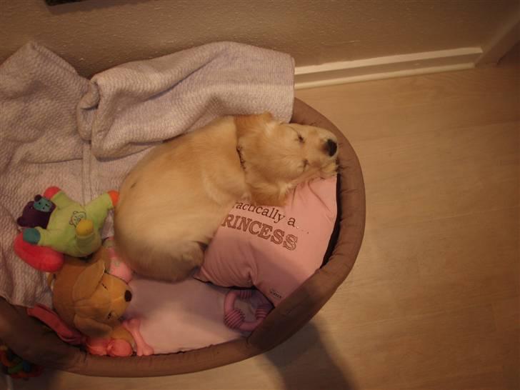 Golden retriever Soey - Prinsessen.. <3  billede 7
