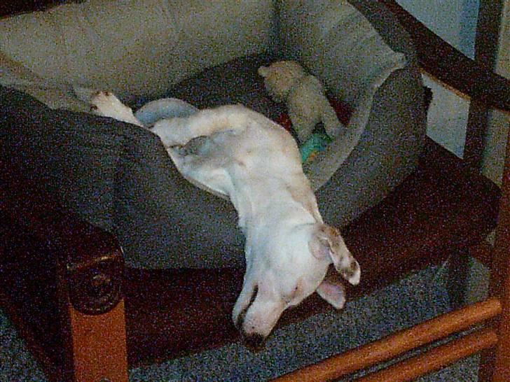 Jack russell terrier Thess - zzzzz  en meget træt Thess  :D billede 19